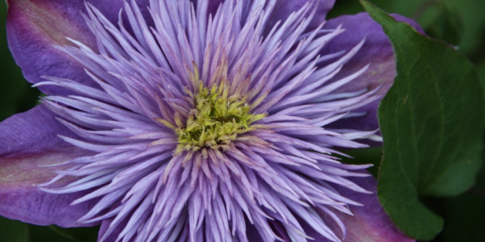 Fleur à massifs